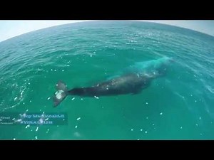 4k gopro hero 4 black drone video pacific gray whale migration