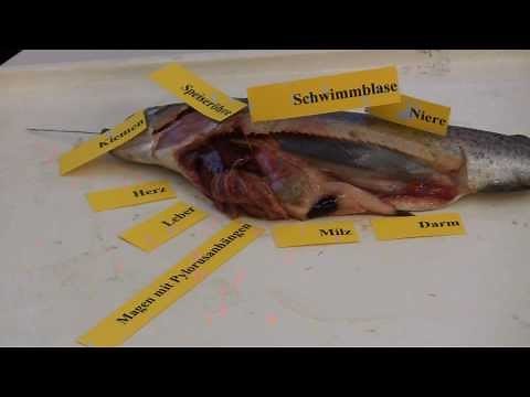 Forelle Präparation trout dissection Fisch