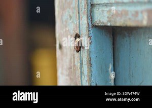 Rhynchium brunneum, a potter wasp, is building its nest in a hole in wood. It is found in Asia. Showing the insect and its nest entry. Insect activity.