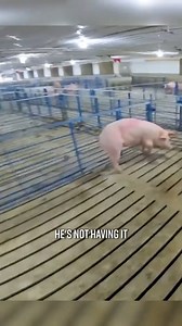 This’ll Do Farm on Reels