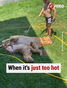 In summer, often only a refreshing shower can give you relief from the heat 🥵 | WTVideo