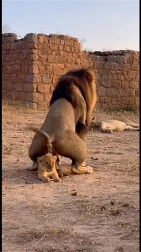 Lion Dad Messes Up BIG TIME! Poops on His Cub’s Head!?