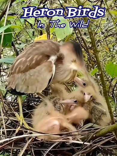 Fish-eating Heron Bird in the Wild #kanibal #birds #kingfisher #nature #nationalpark #animals #wildanimals #wildlife #wildbirds #birdlovers #birdwatching #viralvideo | Natural Birds