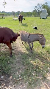 68K views · 4.7K reactions | Flying feet! Run! | Shirtless Jake's Homestead | Facebook