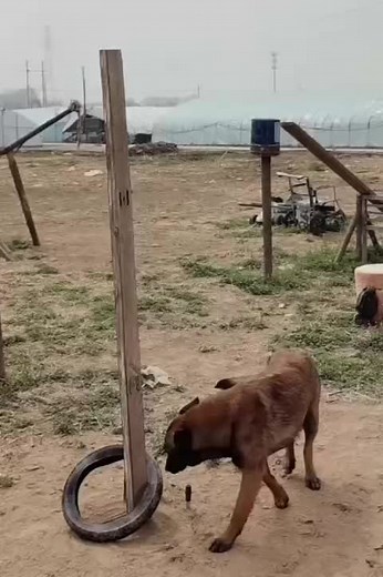 Cute Dog Fails Funny Compilation