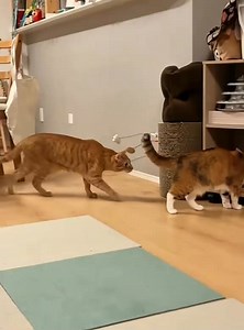 Orange cat always start first 👻😺#cat #cats #fyp #Funnycat #funnyvideo #usa #catsoftiktok #foryou | emanuela.hazard