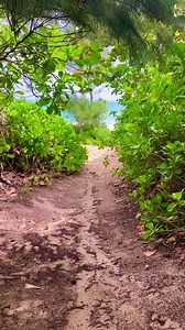 Nalo 🤙🏼🏝. #hawaii #waimanalobeach #aloha #oahu | Darrin Davis