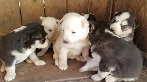 82K views · 7K reactions | When you got the whole squad together and you're about to go do stuff. | Husky Ranch | Facebook