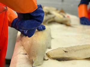 – Det er en ganske lang prosess å lage lutefisk. Vi starter i februar og er ikke ferdig før i september. Det sier daglig leder på Ivan Lorentzen Fisk, Ingvard Lorentzen. Se filmen og finn ut hva som skal til for å lage den beste lutefisken. #sjømattilfolket #norskvillfisk | Norges Råfisklag