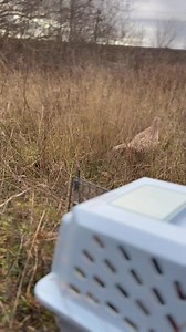 1.7K views | Atlantic Wildlife Institute on Reels | Facebook