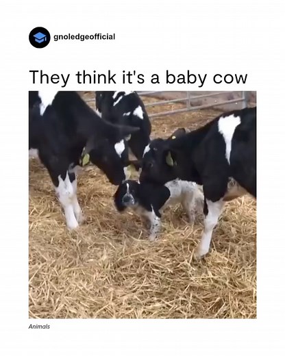 23K views · 721 reactions | The Only Book You Need to Become Self Sufficient on ¼ Acre. Link in bio  Homestead993  . . . #homesteading #homestead #farmlife #gardening #homesteadinglife #homesteadlife #farm #growyourownfood #garden #chickens #countryliving #chickensofinstagram #homesteadersofinstagram #backyardchickens #permaculture | Homestead993 | Facebook