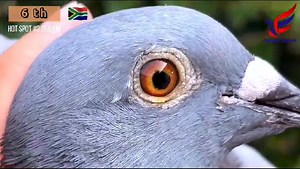 1.3K views · 276 reactions | Today Thailand Masters One Loft Race had...