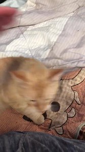 1.6K views · 50 reactions | 6-toed ‘Hemingway’ kitty needs loving home | Heartland Rescue Ranch | Facebook