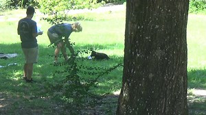 Purple collar bicolor female reserved 7 weeks old volhard - elevation | Cerberus German Shepherds | Facebook