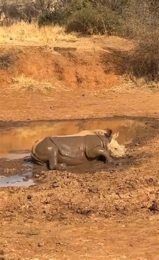 babi bermain lumpur #reels #fyp #semuajangkauan | Boim Andri