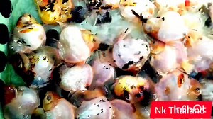 9.7K views · 521 reactions | The new batch of fish fry are very beautiful, black contest form is just entering. There are 1000 of them at NK Farm in Thailand right now. ปลาฟอร์มประกวดสีดำกำลังเข้าทุกตัวมีอยู่100ตัวตอนนี้ | NK Farmthailand | Facebook