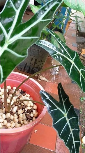 Alocasia Varieties | Elephant Ear Plant #indoorplants