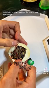  New snakes hatching! Check availability at #ballpython #reptiles #pet | Keary Molinaro | Facebook