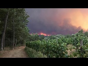 Portugal. Au moins 62 morts dans un violent feu de forêt | Le Télégramme