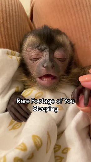 Rare Footage of You Sleeping - Monkey Meme