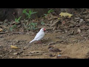 Java sparrow, 白文鳥