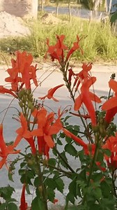 LE JARDIN SEMBLE SÉDUISANT LORSQUE DES : vidéo de stock (100 % libre de droit) 3925185721 | Shutterstock