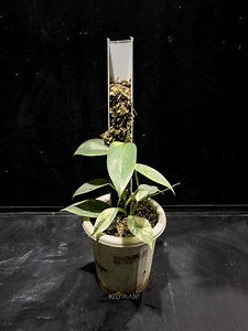 Philodendron Silver Sword (hastatum) Variegated | Real Picture | Tropical Plant | Rare Aroid - Etsy Canada