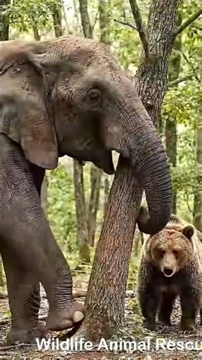 🐘 Heartwarming Moment: Elephant Rescues Baby Bear! 🐻