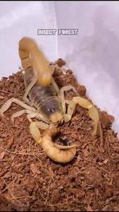 6.3K views · 32 reactions | A scorpion is eating another insect. #scorpion #insects #bug #wildlife #insectlovers #insectphotography | Insect Forest | Facebook