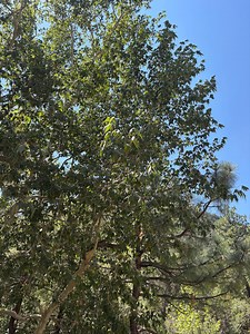 Platanus Wrightii, Arizona Sycamore (30-seeds per Packet) - Etsy