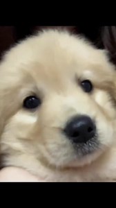 1.4K views · 240 reactions | Puppy  | Golden Retriever Overload | Facebook