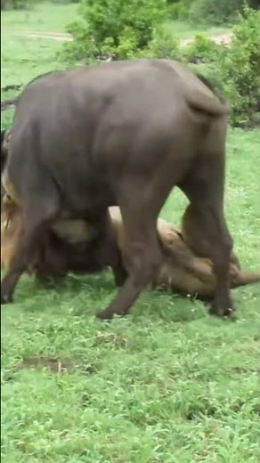 Life of African Lions | Lion attacks entire herd of buffalo !