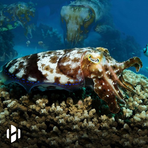 Cuttlefish pass a cognitive test designed for human children | Hashem Al-Ghaili