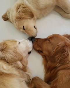 Labrador retriever on Reels