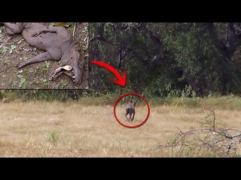 The Legend of the Chupacabra: Myth or Reality?