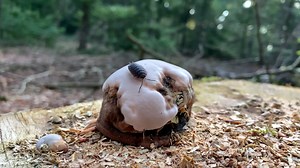 1+ Free Woodlice 4K & HD Stock Videos