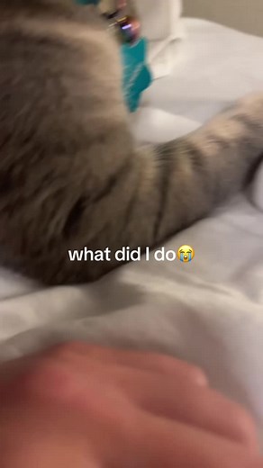 Adorable Chowder the Cat's Funny Antics
