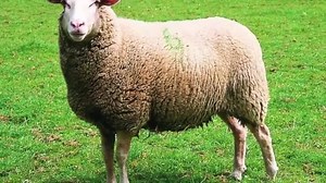 First invention of the rubber-condom #deafvlog #angelinavlog #deaf #deafsvlog #sign #internationalsign #signinternational #asl #deafsign | Angelina Vlog