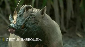 Connaissez-vous cet animal ? Indice : c'est une espèce endémique d'Indonésie. | Nat Geo Wild France