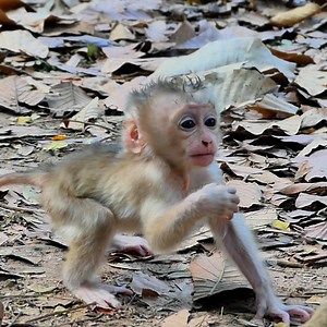 So sweet Mollie lip smacking tell mom she can do it | Beloved Monkeys Of Cambodia