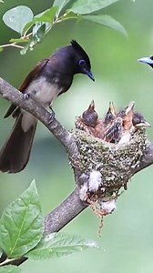 Paradise flycatcher #birdsofinstagram #birds #birdlovers #birdwatching | Saving Birds