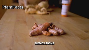 ginger side effects and who should never use it #ginger #naturalremedies | Plant Facts