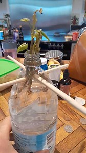 24 reactions | Grow your own Sweet Potato | Matt Wilson Music | Facebook