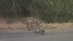42 reactions | Hyena with her cub crying for milk #nature #sightseeing #wildlife #nationalgeographic #travellife #krugernationalpark #nationalpark #travel | Travel adventure and tours | Facebook
