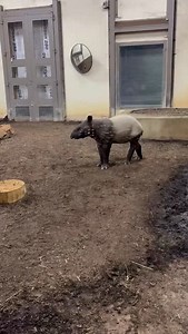 3.2K views · 733 reactions | What’s that smell?  Our female Malayan tapir calf ‘Nyawa’ showed off some great sniffing while in her back-of-house space. Tapirs have prehensile snouts, which not only help them to sniff but also help them grasp objects and even snorkel when swimming! ‍♀️ #YourZooYYC #WatermelonBabyYYC | The Calgary Zoo | Facebook