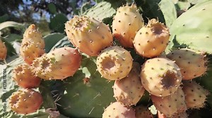Fruits of prickly pear cactus (Opuntia) is a genus of arid-adapted plants with flavorful fruit and showy flowers.