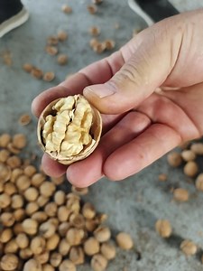 [Hot Item] Xinjiang Origin Chinese Walnuts 2024 New Crop Thin Shell 185 Walnut Inshell
