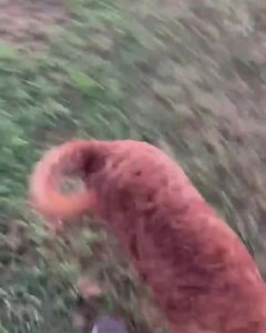 Sawyer is available. View all our available dogs in the Adoptable Dogs photo album on Facebook. APPLY TO ADOPT BELOW: https://form.jotform.com/73603473068256 Message us for more information. #novascotia #newbrunswick #pei #maritimedogs #dogs #dogrescue | The Relinquished Souls Animal Rescue Society Reg non-profit # 3318351