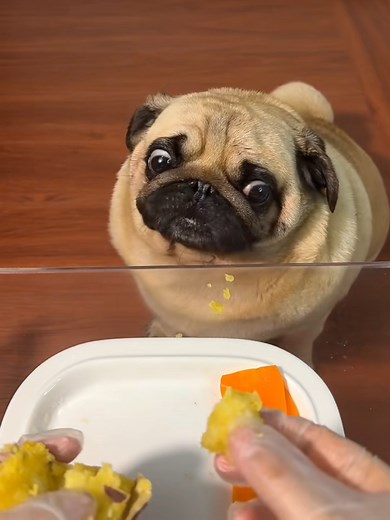 Pug puppy happy to eat lettuce