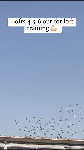 6.3K views · 55 reactions | We invite fanciers worldwide to share...